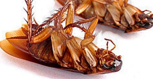 Servicios de Fumigación